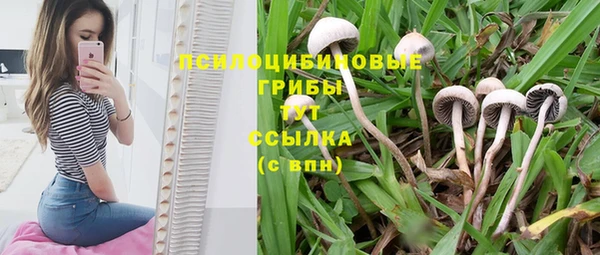 прущие грибы Богданович